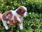Shitzu puppies for sale