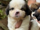 Shitzu puppies