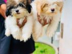 Shih Tzu Puppies