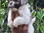Shih Tzu Puppies