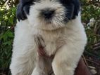 Shih Tzu Puppies