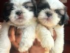 Shih Tzu Puppies