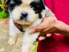 Shitzu Puppies