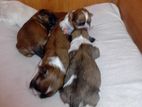 Shitzu puppies