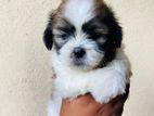 Shih Tzu Puppies