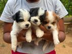 Shitzu Puppies