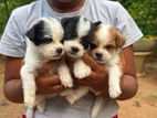 Shih Tzu Puppies