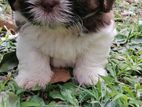 Shitzu puppies