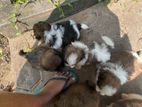 Shitzu Puppies