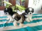 Shih Tzu Puppies