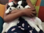 Shitzu Puppies