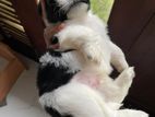 Shih Tzu Puppies