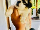 Shitzu puppies