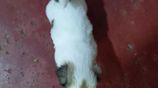 Shih Tzu Puppies