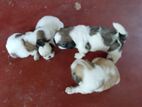 Shih Tzu Puppies