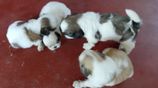 Shih Tzu Puppies