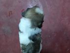 Shih Tzu Puppies