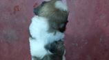 Shih Tzu Puppies