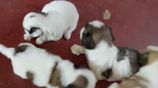 Shih Tzu Puppies