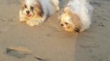 Shih Tzu Puppies