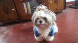 Shih Tzu Puppies
