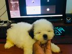 Shih Tzu Puppies