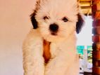 Shih Tzu Puppies