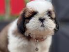 Shih Tzu Puppies