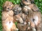 Shih Tzu Puppies