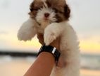 Shitzu Puppies
