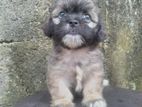 Shih Tzu Puppies