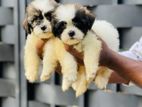 Shih Tzu Puppies