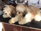 Shih Tzu Puppies