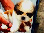 Shih Tzu Puppies