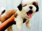 Shih Tzu Puppies