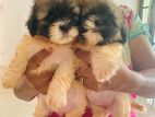 Shih Tzu Puppies