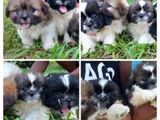 Shitzu Puppies