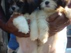 Shih Tzu Puppies