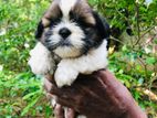 Shih Tzu Puppies