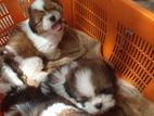 Shitzu Puppies