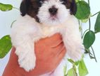 Shih Tzu Puppies