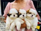 Shitzu Puppies