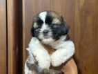 Shitzu Puppies