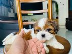 Shitzu Puppies