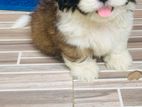 Shitzu Puppies