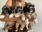 Shitzu puppies