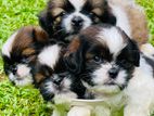 Shih Tzu Puppies