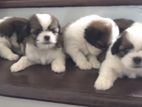 Shitzu Puppies