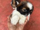 Shitzu Puppies