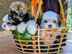 Shitzu Puppies